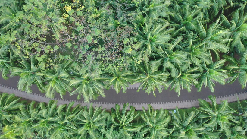 椰子树制作视频