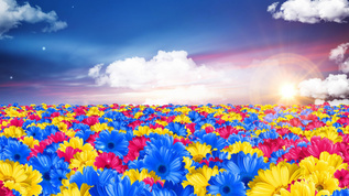 蓝天白云鲜花盛开舞台背景视频视频素材