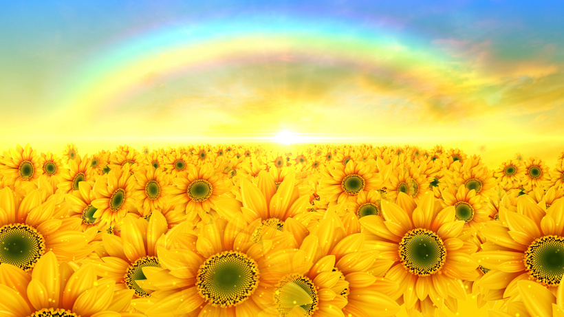 田野彩虹向日葵背景视频大波斯菊mp4