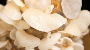 有机白色木耳[基料]视频模板下载