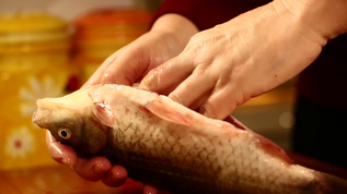 鲫鱼肚子取出鱼籽视频素材