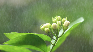 小暑雨露茉莉 视频素材