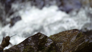 溪流旁边石头上的沙蜂鸟视频素材