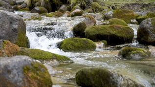 山涧溪流流水水资源森林视频素材