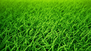 绿色草地视频背景[绿茵茵]视频模板下载