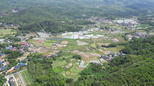 农业大棚种植蔬菜农田航拍 视频素材