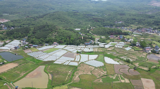 农业大棚种植蔬菜农田航拍 视频素材