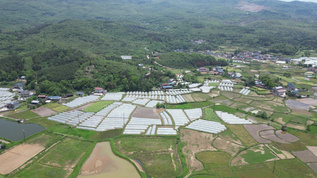 农业大棚种植蔬菜农田航拍 视频素材