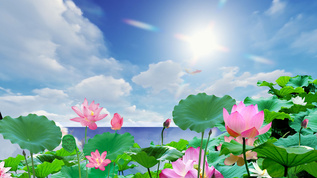 荷花蓝天白云[碧空如洗]视频模板下载