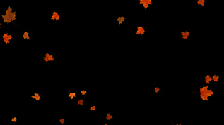 枫叶下落带透明通道视频素材