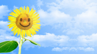 唯美积极向上向日葵微笑动画视频模板下载