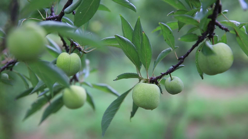 红李子怎么种植视频