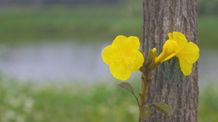 春暖花开黄金风铃花视频素材