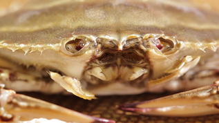 螃蟹嘴口器特写[毒腺]视频模板下载