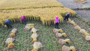 4K多角度近距离航拍稻田里收割的农民视频素材