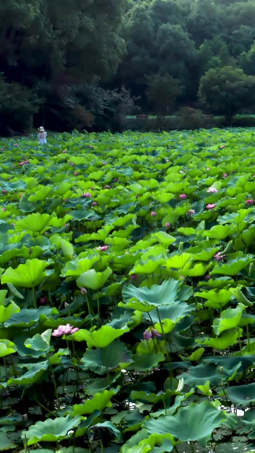 航拍荷花满塘mp4