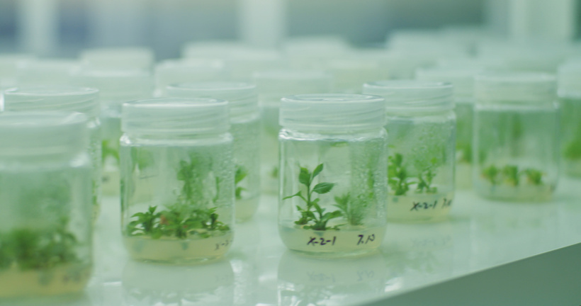 植物标本陈列室4K超清mp4格式视频下载_正版视频编号40197-摄图网