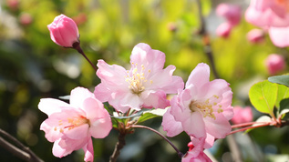 春暖花开视频素材