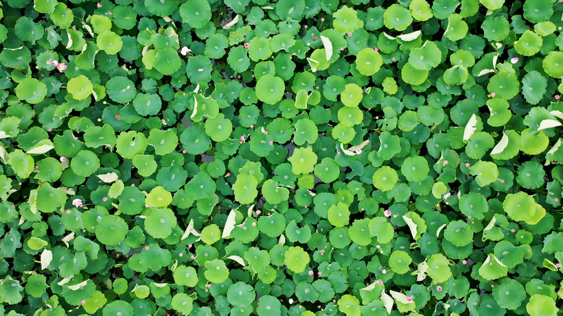 4k特殊角度航拍俯拍荷花池从纯