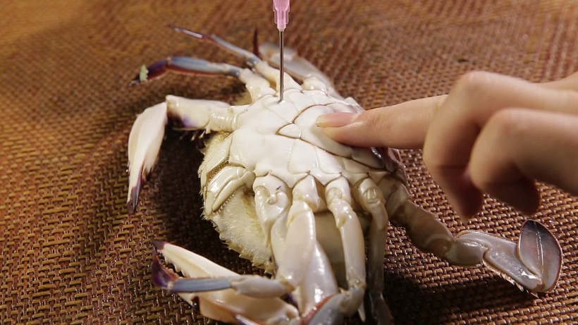 蟹脐特写螃蟹腹部前胸