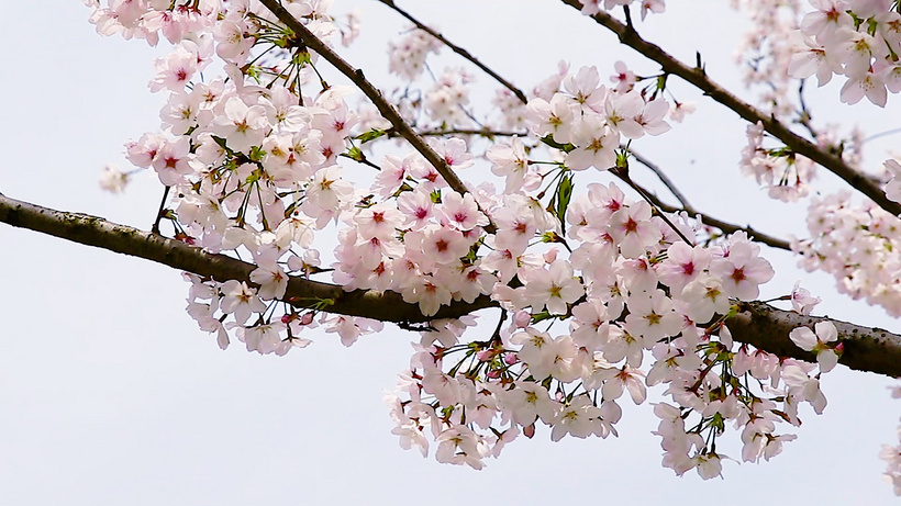 15公分吉野樱花价格