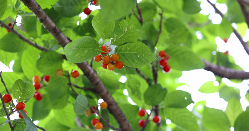 樱桃mp4下载_樱桃电视剧视频在线观看下载 樱桃mp4下载_樱桃电视剧视频在线观看下载（樱桃 mp4 下载） 磁力资讯