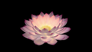 三维莲花动画[3d立体]视频模板下载