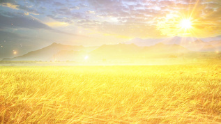 [麦浪实拍视频]素材_模板_下载-摄图网