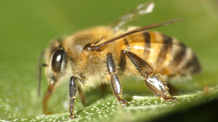 蜜蜂吸早上的露水视频素材