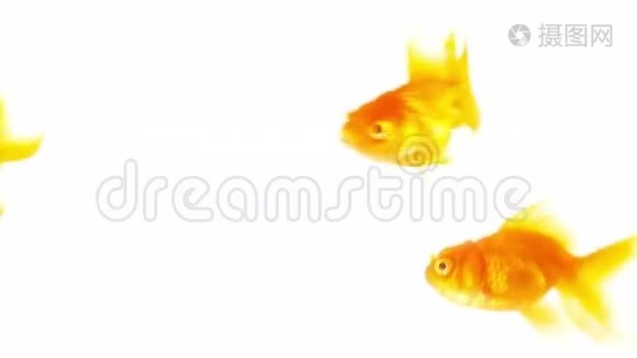 水族馆里的金鱼mov格式视频下载 正版视频编号 摄图网