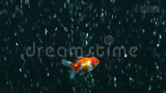 珍珠鳞金鱼mov格式视频下载 正版视频编号 摄图网