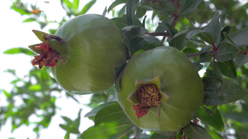 绿色的石榴果在树枝上随风摆动