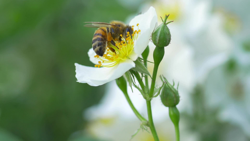 一只蜜蜂在一朵白花上授粉的宏观特写宏观政策