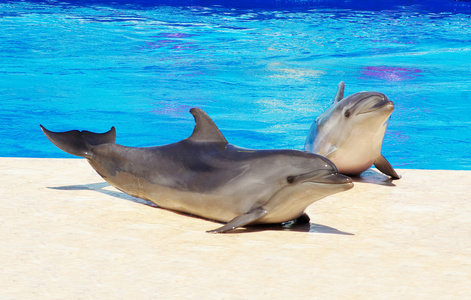 鼻子 海豚 水机 王储 游泳池 快乐 游戏 大白鲨 智能化