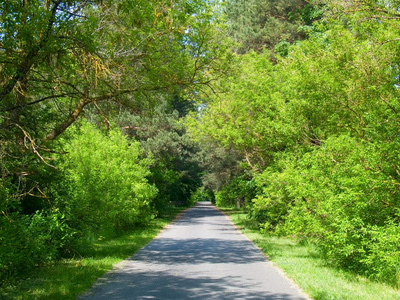 道路两旁树