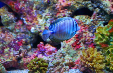 多彩珊瑚热带鱼