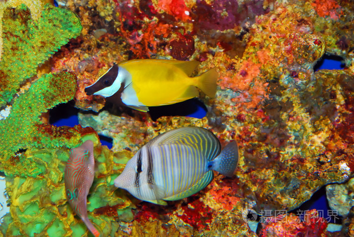 多彩珊瑚热带鱼