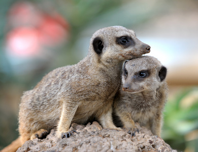 野生动物观察员图片