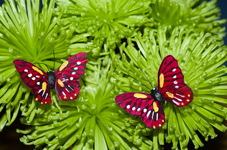 花上的两只蝴蝶照片