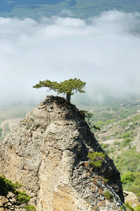 山上的松