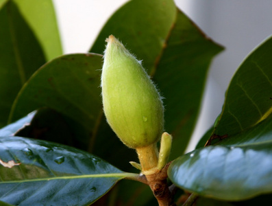 玉兰花树芽