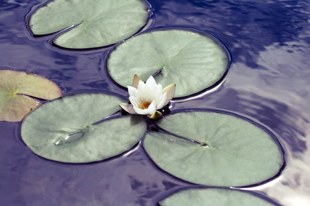 水中百合