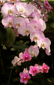 兰花 orchid的名词复数 