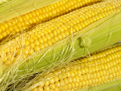 新鲜的玉米作为食物背景。 不是