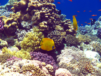 红海的珊瑚礁