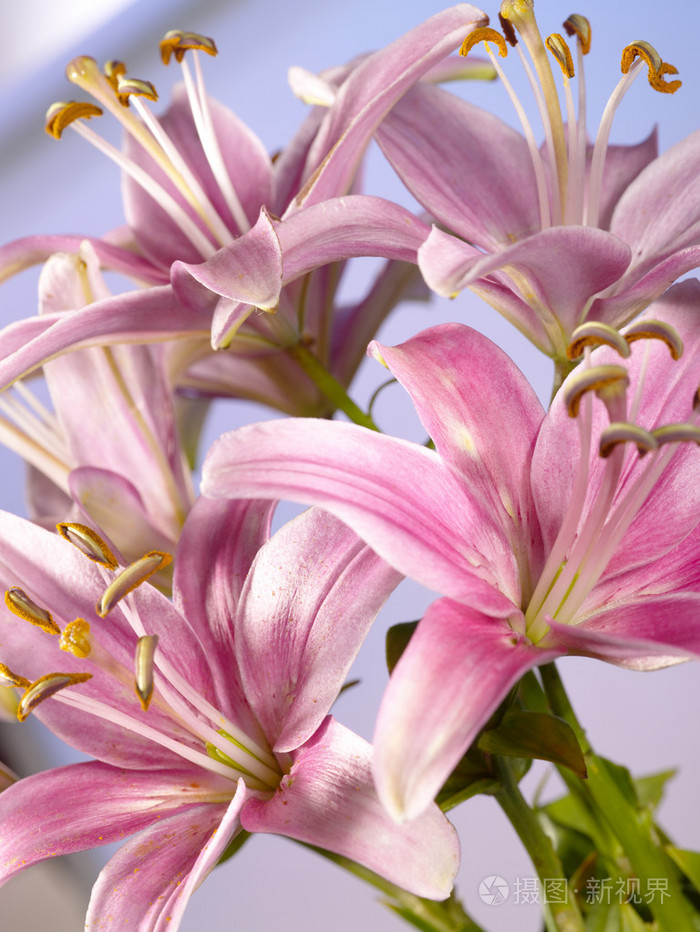 为您设计背景百合花