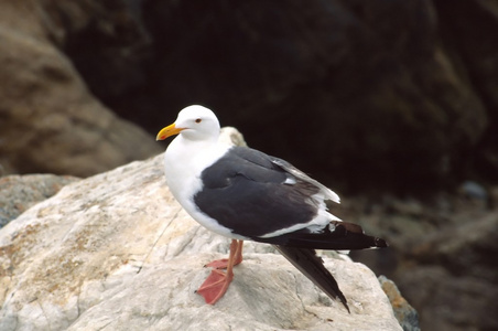 鸟类加州鸥 Larus californicus