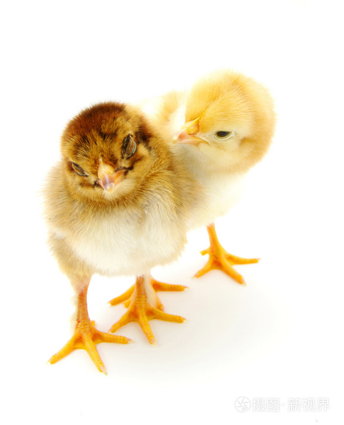 两只小鸡