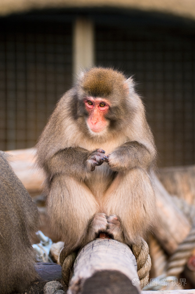 莫斯科动物园日本猕猴