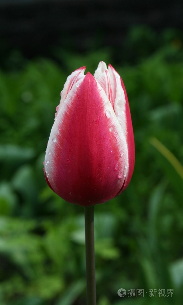 郁金香的花蕾